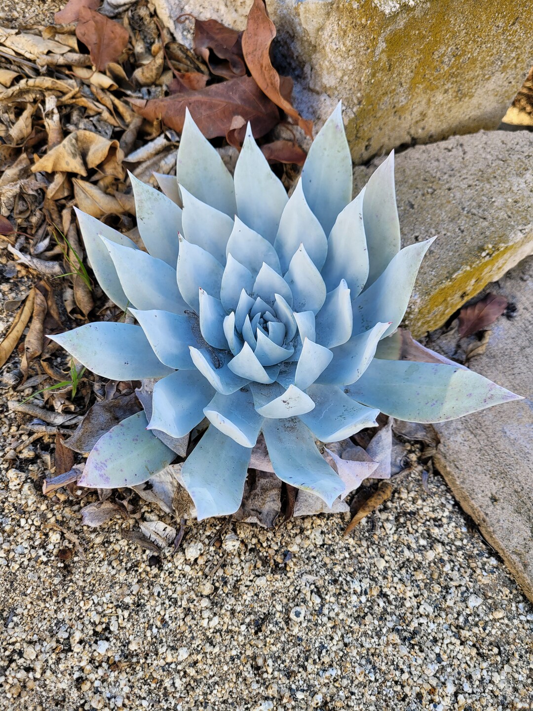 Dudleya Brittonii giant Chalk Dudleya RARE Seeds Etsy