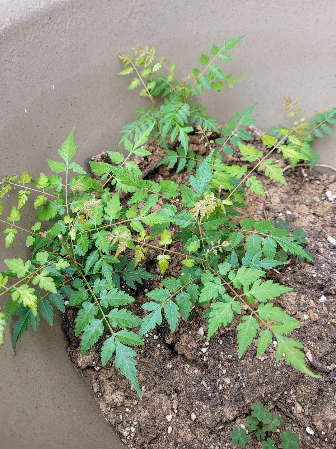 Golden Rain Tree koelreuteria Paniculata Seedling Etsy