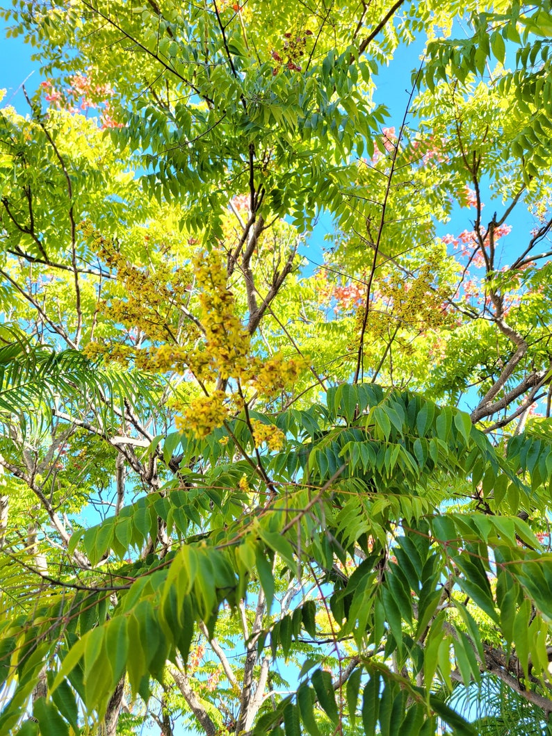 Golden Rain Tree koelreuteria Paniculata Seeds Etsy
