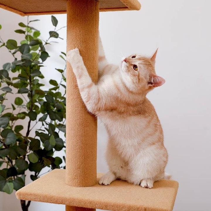 228cm Floor to Ceiling Cat Scratching Post / Tree / Pole Etsy Australia