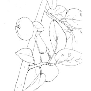 American Persimmon digital drawing