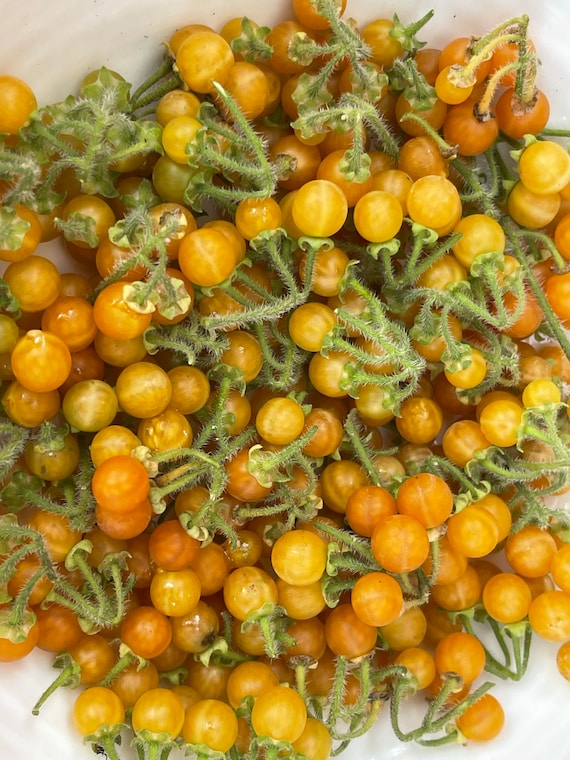 Golden Pearls Berries Solanum Villosum 50 Seeds Etsy Canada