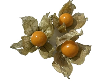 Golden Berry Seeds – Peruvian Physalis 50 Seeds