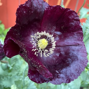 Black Poppy 100+ Seeds