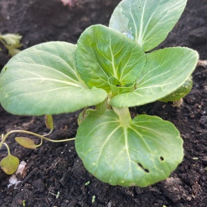Bok Choy HEDOU TINY 100 Seeds