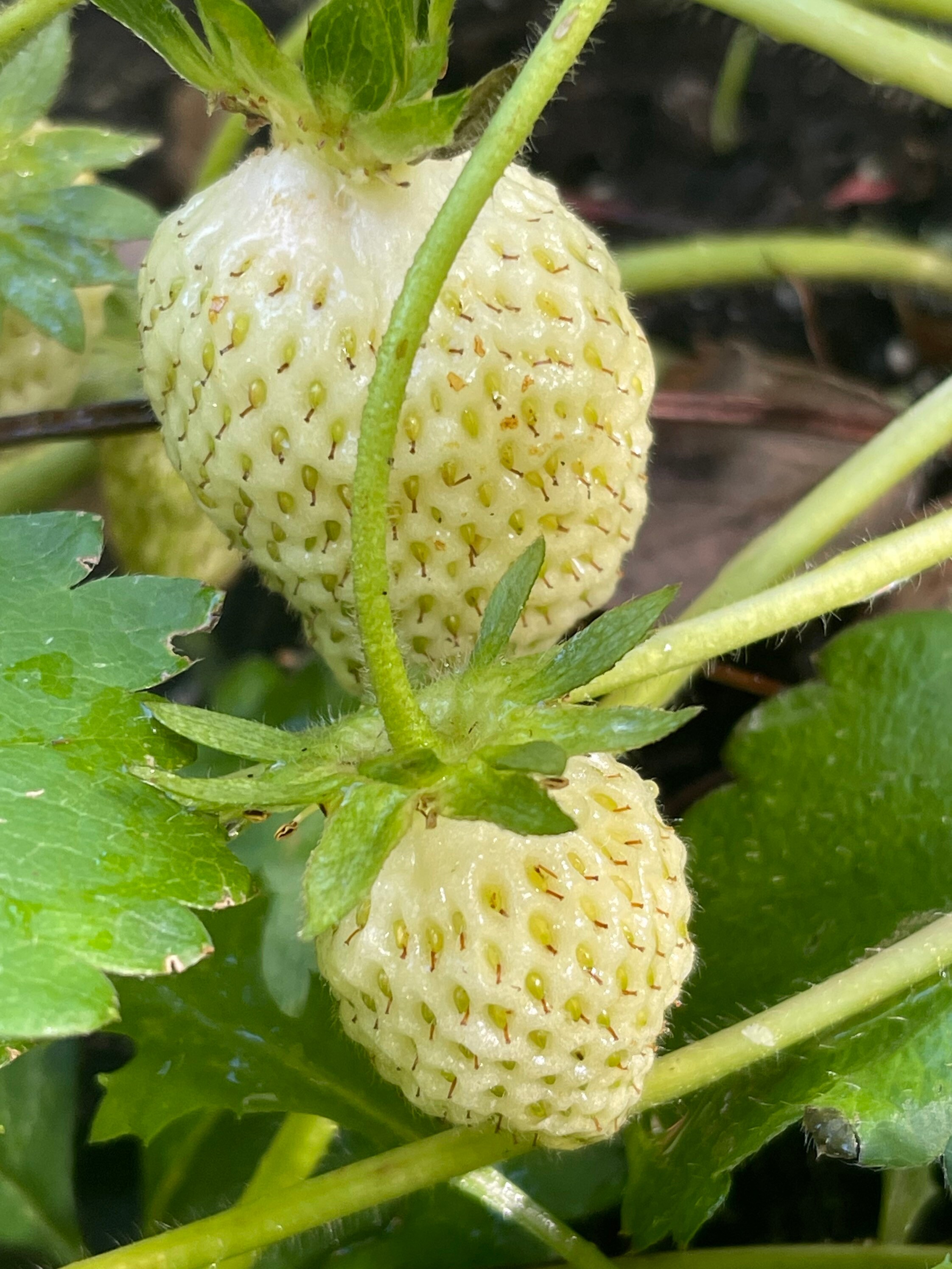 White Strawberry Pineberry 25 Seeds Etsy Canada