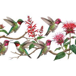May include: A watercolor illustration of hummingbirds and red flowers against a white background. The birds have iridescent green bodies, red throats, and pink heads. They are perched on branches and near the red flowers.