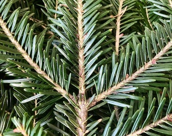 Fir branches ~ freshly cut ~ green foliage ~ needle pine ~ tea ~ decoration/art ~ origin France