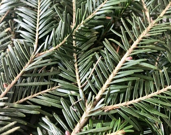 Fir branches ~ freshly cut ~ green foliage ~ needle pine ~ tea ~ decoration/art ~ origin France