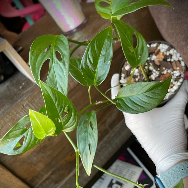 Monstera Adansonii Narrow Form 4-5” pot