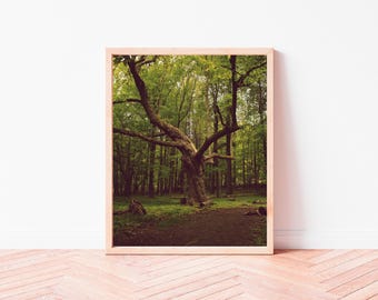 Majestätisch Baum Fotoabzug (digitaler Download)