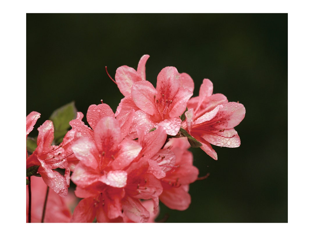 Azalea Floral Photo Print for Digital Download - Etsy