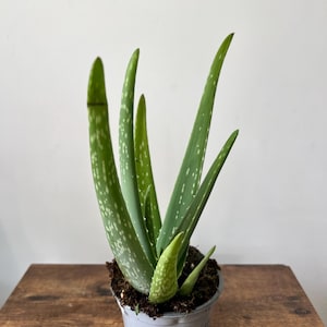 May include: A potted aloe vera plant with long, green leaves marked with white spots. The plant is in a small, light grey pot, on a wooden surface. The leaves are upright and slightly curved.