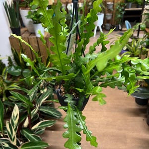 May include: A hanging Epiphyllum anguliger plant, commonly known as a fishbone cactus, featuring long, vibrant green, wavy-edged succulent stems. The plant is contained in a dark plastic pot with a black plastic hanger attached to the top.