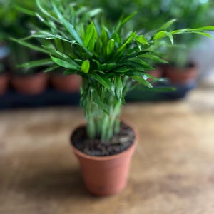 pothos plant fake Silk Plants Direct Giant Pothos Pole Plant - Green