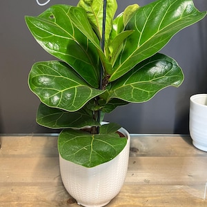 May include: A Fiddle Leaf Fig plant with large, glossy green leaves in a white, textured ceramic pot. The plant is displayed on a wooden surface. The background is dark.