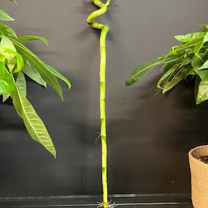 80 cm Lucky Bamboo Canes: Easy-to-Grow Indoor Plant