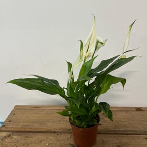 May include: A peace lily plant featuring dark green, lance-shaped leaves and several white, hood-like spathes with central spadices. The plant is potted in a small, brown plastic container, showcasing its natural foliage and upright white blooms.