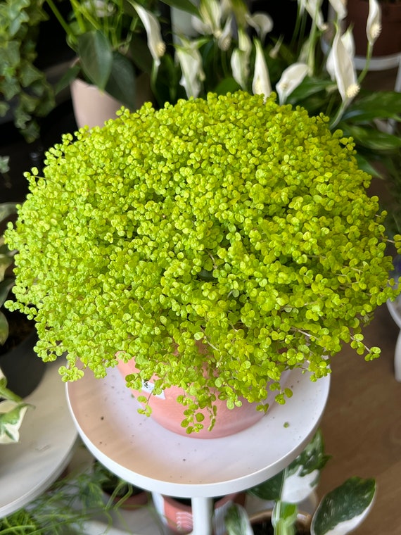 Soleirolia soleirolii Helxine Vert | Plante d'intérieur Baby Tears en pot à vendre