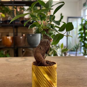 Decorative Indoor Bonsai 'Ficus Ginseng' 7cm With 3D Printed Pot