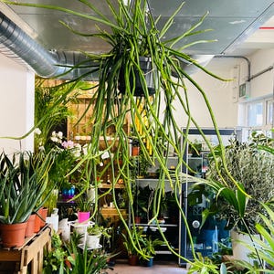 May include: A hanging plant with long, slender, cylindrical green leaves cascading from a black plastic pot. The plant features numerous thin, pointed stems that drape downwards, creating a dense, trailing appearance in a greenhouse setting.
