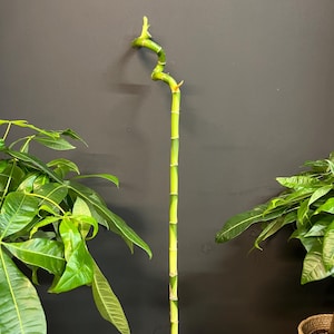 60cm Lucky Bamboo Canes: Easy-to-Grow Indoor Plant