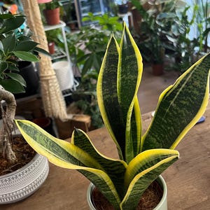May include: A snake plant with upright, sword-shaped leaves featuring dark green mottled centres and vibrant yellow margins. The plant is potted in a smooth, light green ceramic container filled with brown soil, showcasing a distinct contrast.
