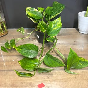 May include: A potted pothos plant with bright green and yellow variegated leaves. The plant is in a black pot on a wooden surface. Several vines with leaves extend from the pot, creating a lush, natural display.