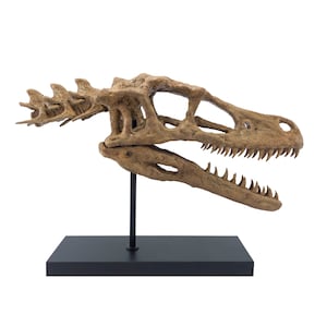 Velociraptor Skull with Neck | Fossil-Themed Collectible Sculpture | Wooden Stand | 30CM