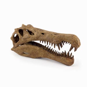 Spinosaurus Skull Large | Museum-Quality | Dinosaur Fossil Sculpture | Handmade & Detailed Replica | 25CM