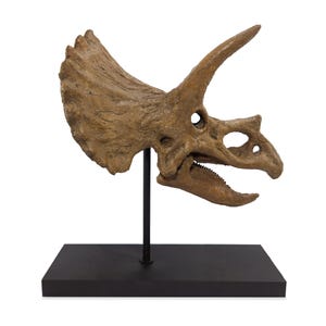 Triceratops Skull |  Museum Quality Sculpture |  24CM |  Wooden Stand |  Dinosaur Fossil |  3D Decor |  Original Artwork