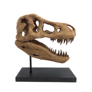 Handmade T-Rex Skull Sculpture | Museum Quality Dinosaur Fossil Model | Custom-made | 30 cm