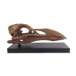 Handmade Great Auk Skull Sculpture | Museum Quality Fossil Model | Wooden Stand |  | 24 cm