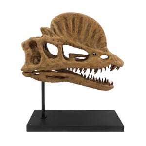 Handmade Dilophosaurus Skull Sculpture | Museum Quality Dinosaur Fossil Model | Custom Clay Art Collectible | 30 cm