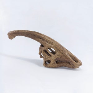 Parasaurolophus Skull | Museum Quality Sculpture | Dinosaur Fossil | Handmade | 24CM