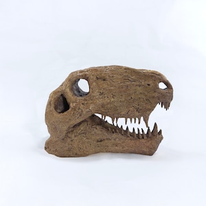 Dimetrodon Skull | Museum Quality Sculpture | Dinosaur Fossil | Handmade | 14CM