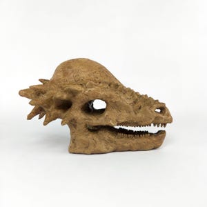 Pachycephalosaurus Skull | Museum Quality Sculpture | Dinosaur Fossil | Handmade | 17CM