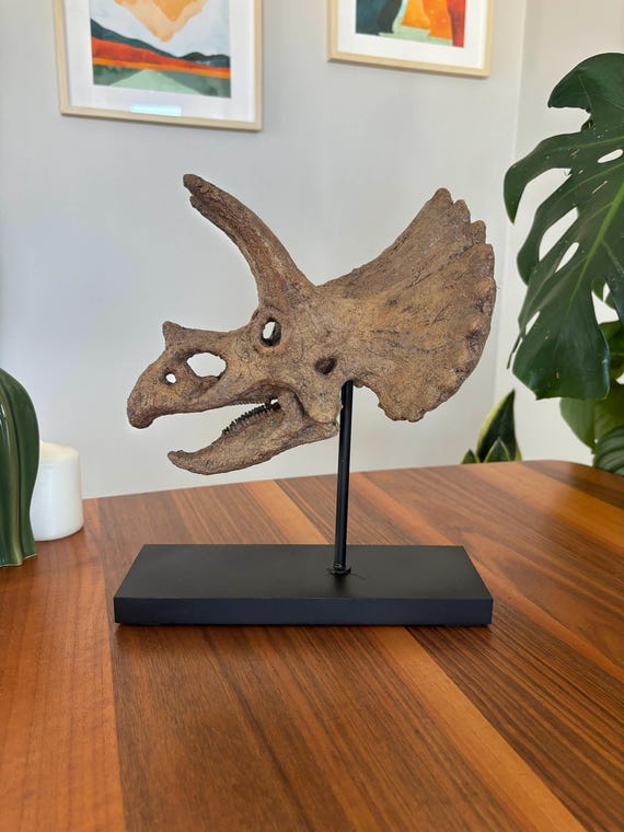 トリケラトプスの頭蓋骨 | 博物館品質の彫刻 | 24 CM | 木製