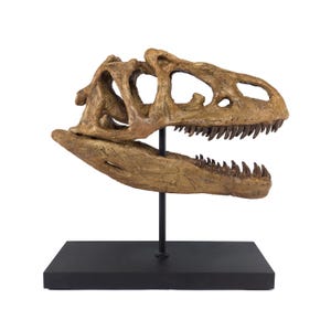 Allosaurus Skull | Fossil-Themed Collectible Sculpture | Wooden Stand | 25CM