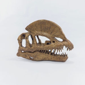 Dilophosaurus Skull | Museum Quality Sculpture | Dinosaur Fossil | Handmade | 16CM