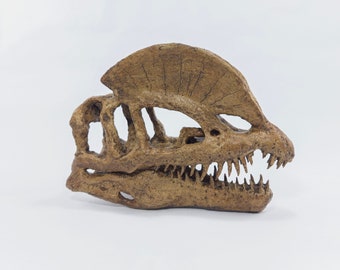 Dilophosaurus Skull | Museum Quality Sculpture | Dinosaur Fossil | Handmade | 16CM