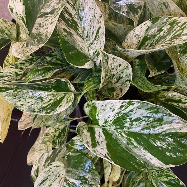 Esquejes de mármol Queen Pothos (3)