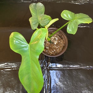 Horsehead Philodendron - Etsy