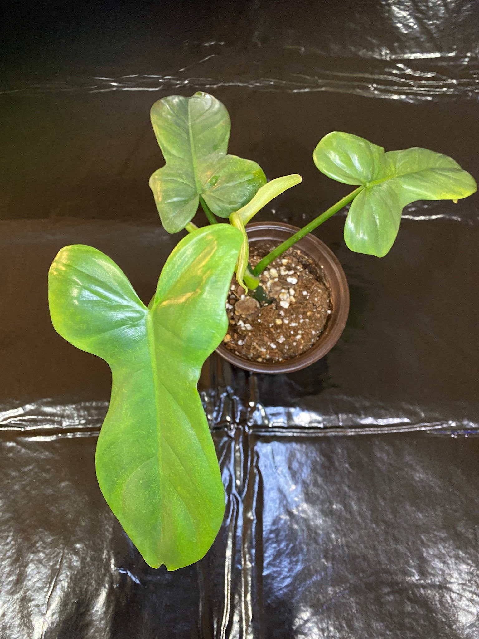 Philodendron Horse Head Cutting (Pandumfome) - Etsy.de