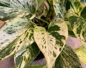 Snow Queen Pothos Cuttings (3)