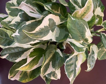 Pothos N Joy
