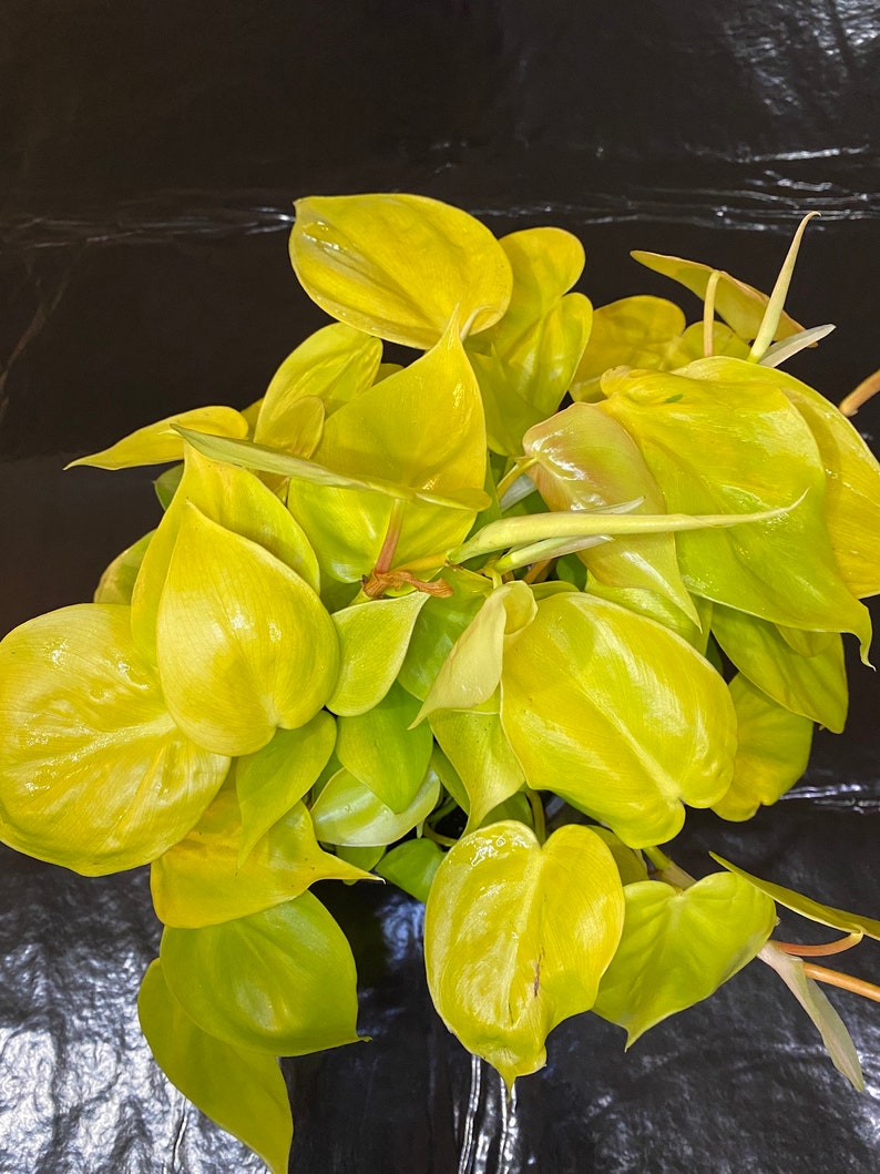 May include: A bunch of bright yellow, heart-shaped leaves of a golden pothos plant.