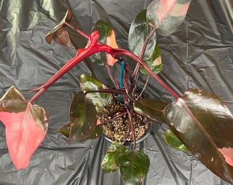 Philodendron Pink Princess Cutting