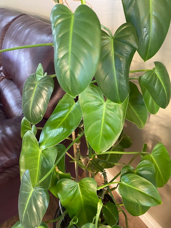 sansevieria trifasciata for sale Sansevieria Moonshine Snake Plant