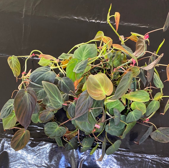 Philodendron Micans Stecklinge (5) - Etsy.de